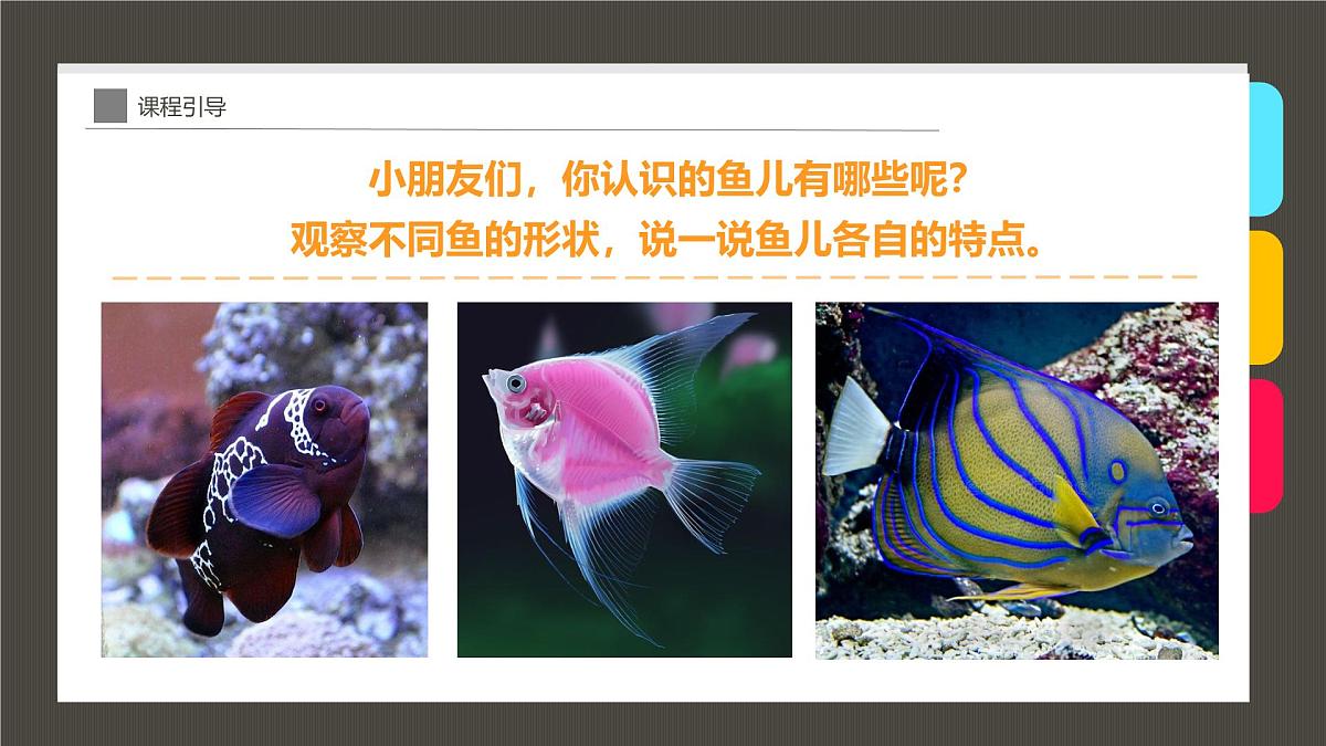 学前教育大班《“水中的活化石”龙鱼》课件第5页
