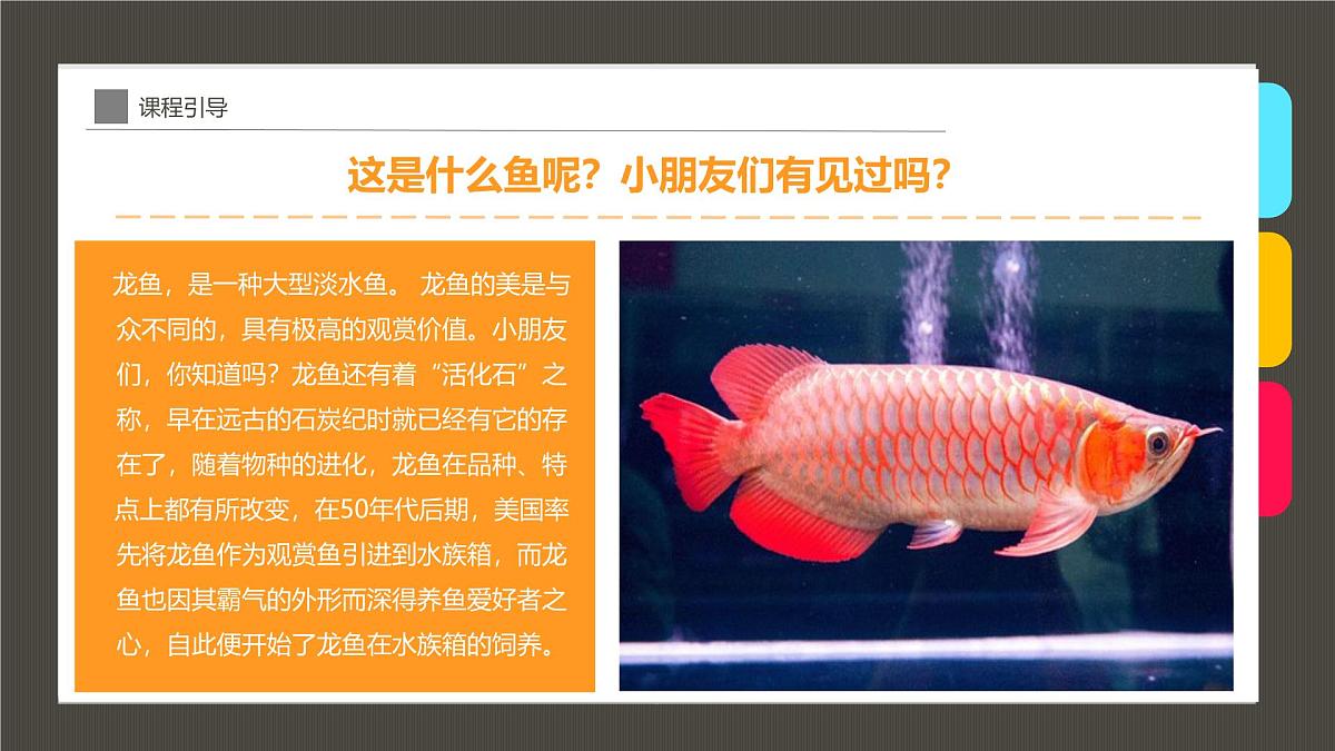 学前教育大班《“水中的活化石”龙鱼》课件第6页