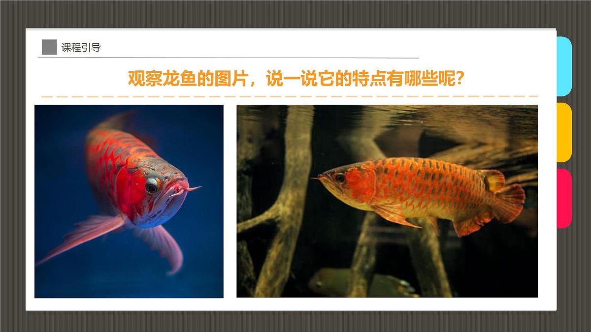 学前教育大班《“水中的活化石”龙鱼》课件第7页