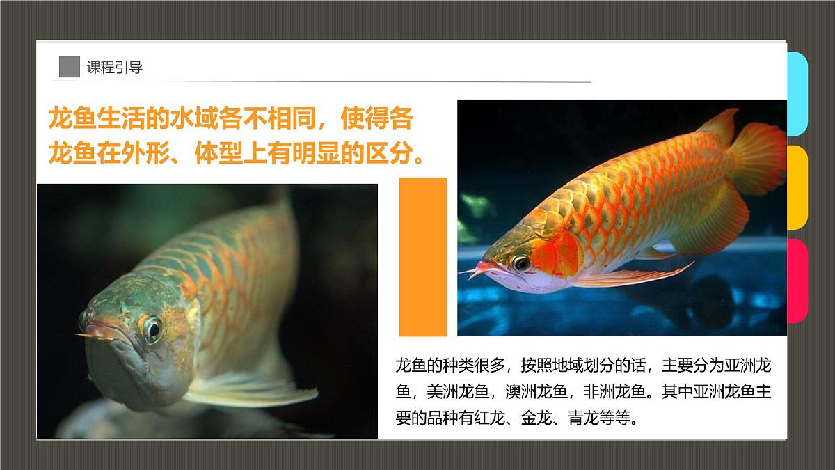 学前教育大班《“水中的活化石”龙鱼》课件第8页