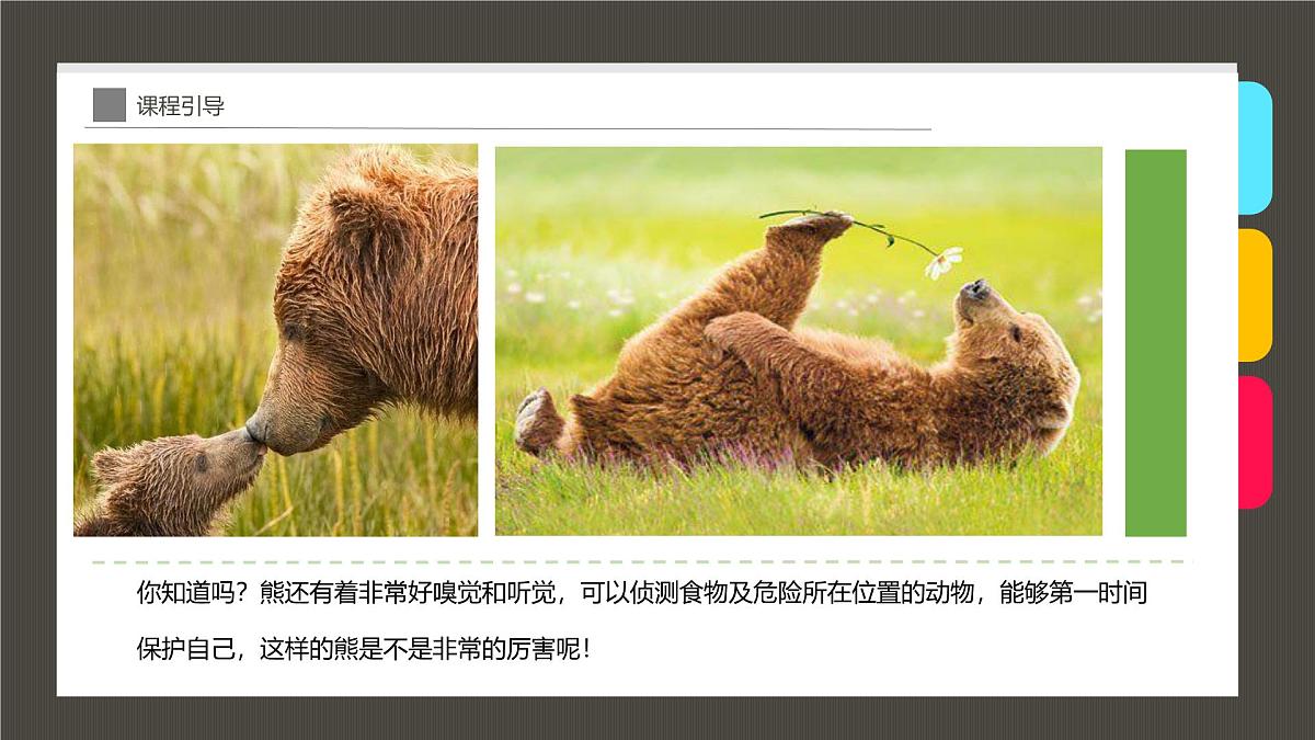 学前教育大班《Hi，我是小熊宝宝！》课件第7页