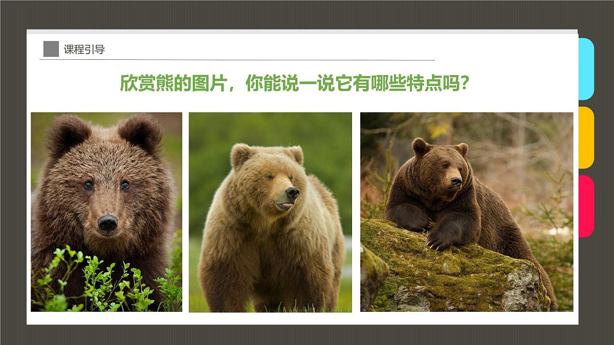 学前教育大班《Hi，我是小熊宝宝！》课件第8页