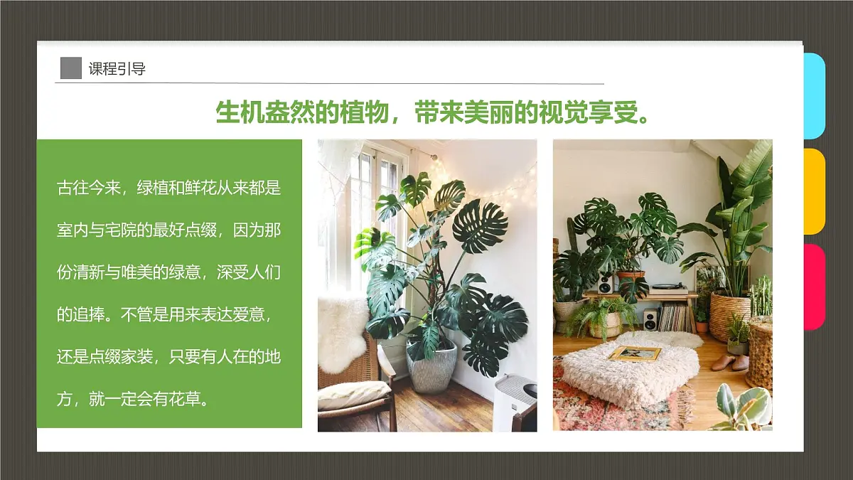 学前教育大班《清新动人的网红植物“天堂鸟”》课件第4页