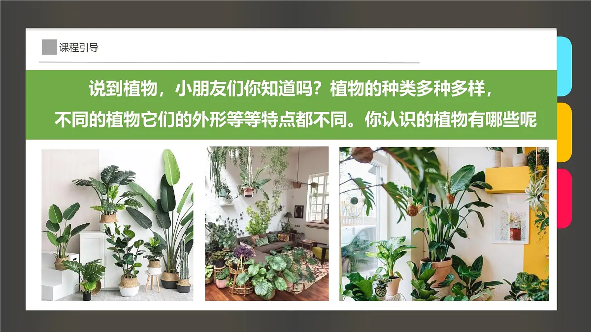 学前教育大班《清新动人的网红植物“天堂鸟”》课件第5页