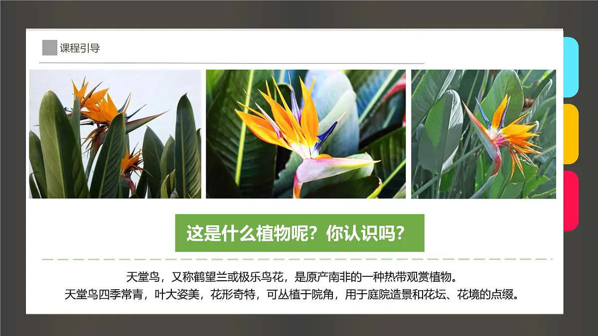 学前教育大班《清新动人的网红植物“天堂鸟”》课件第6页