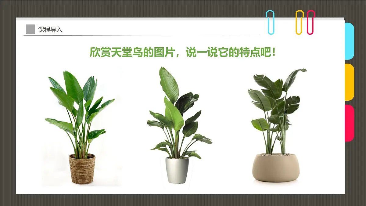 学前教育大班《清新动人的网红植物“天堂鸟”》课件第7页