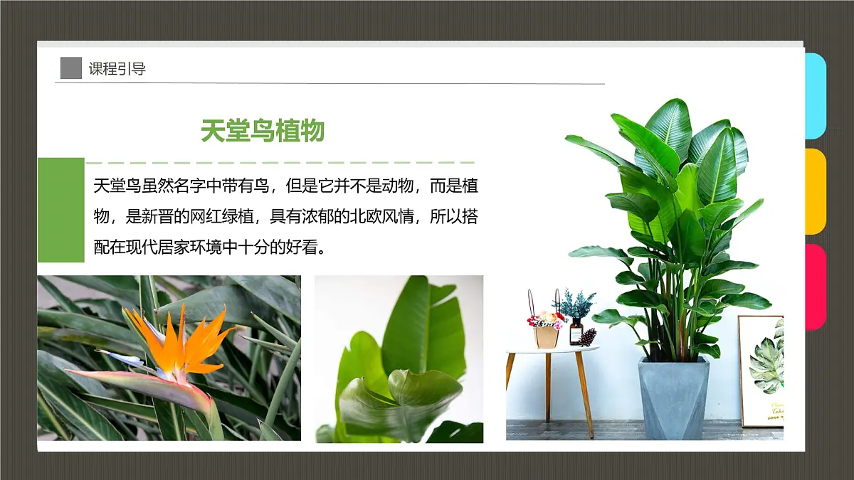 学前教育大班《清新动人的网红植物“天堂鸟”》课件第8页