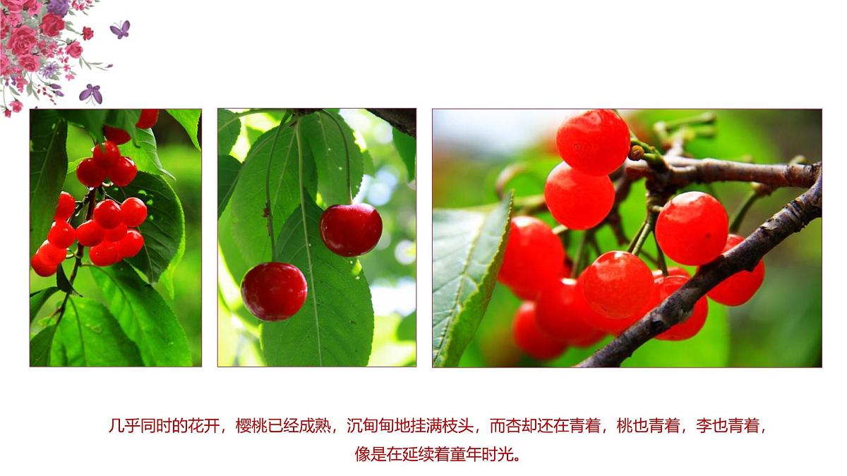 学前教育大班《红了樱桃》课件第3页