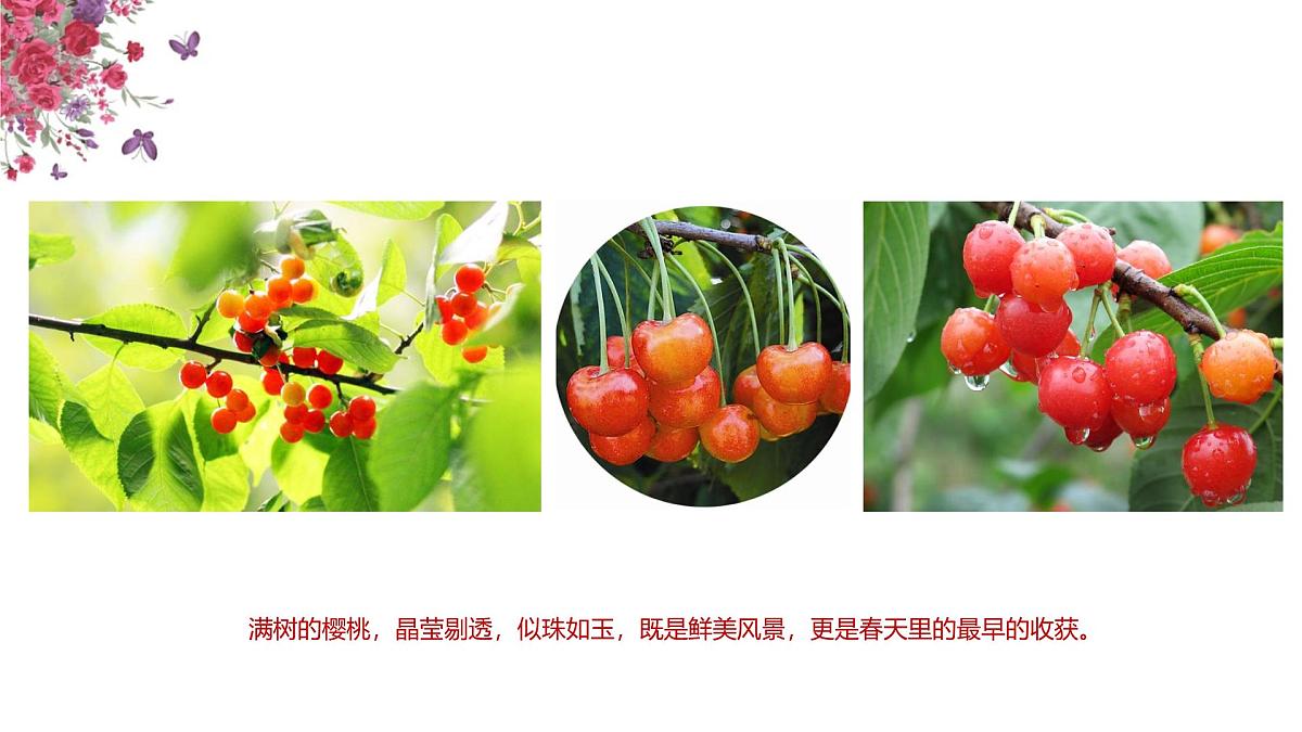 学前教育大班《红了樱桃》课件第4页