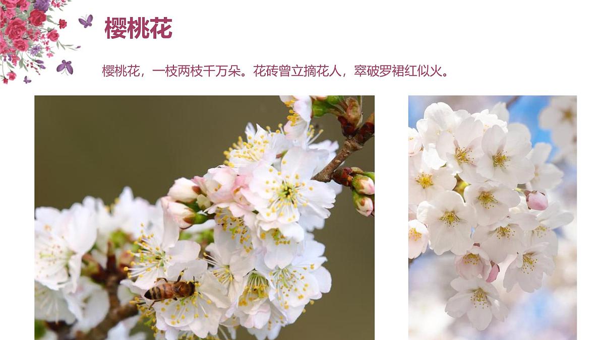 学前教育大班《红了樱桃》课件第6页