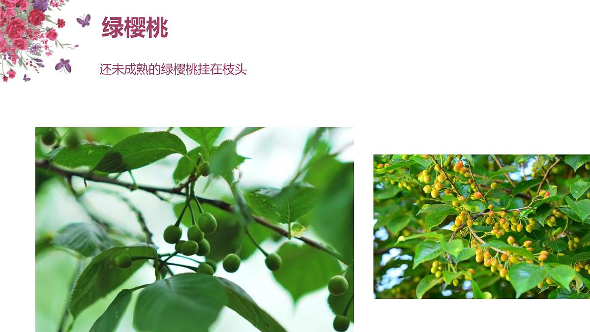 学前教育大班《红了樱桃》课件第7页