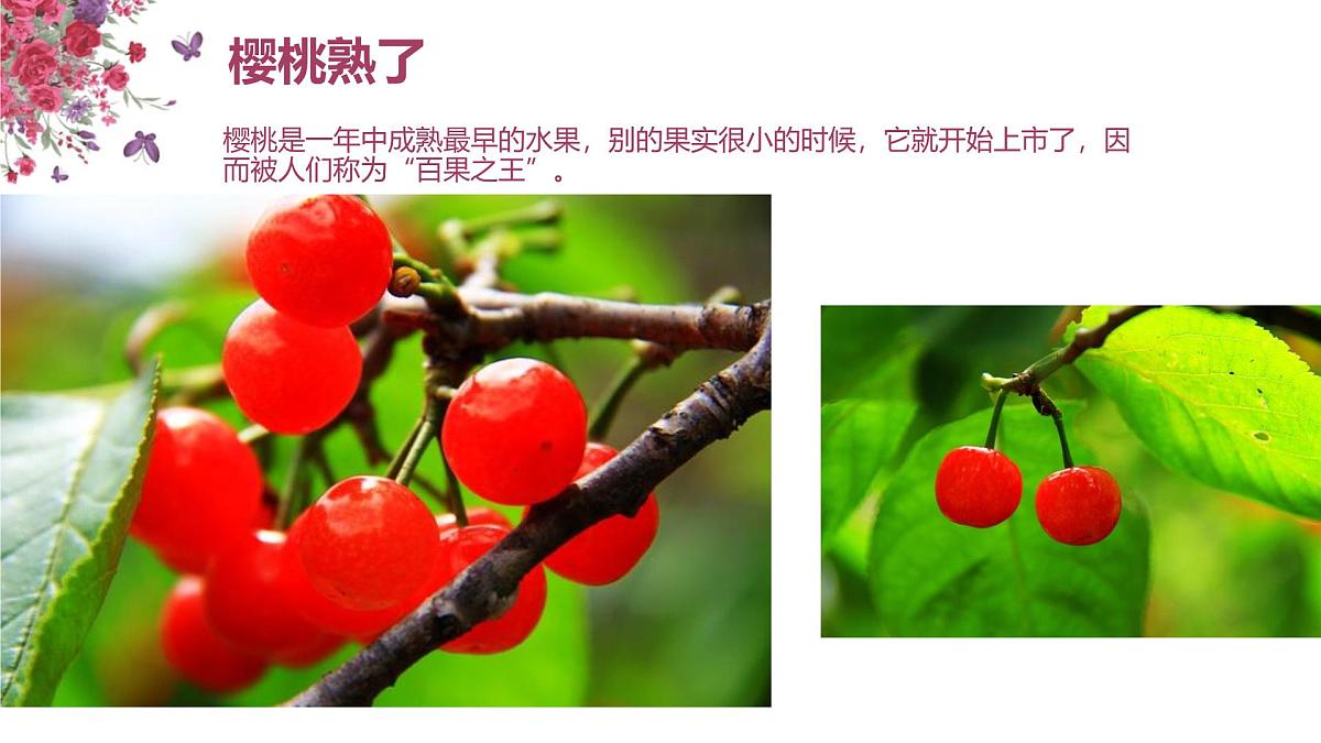 学前教育大班《红了樱桃》课件第8页