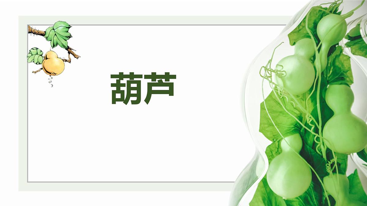 学前教育大班《葫芦》课件第1页