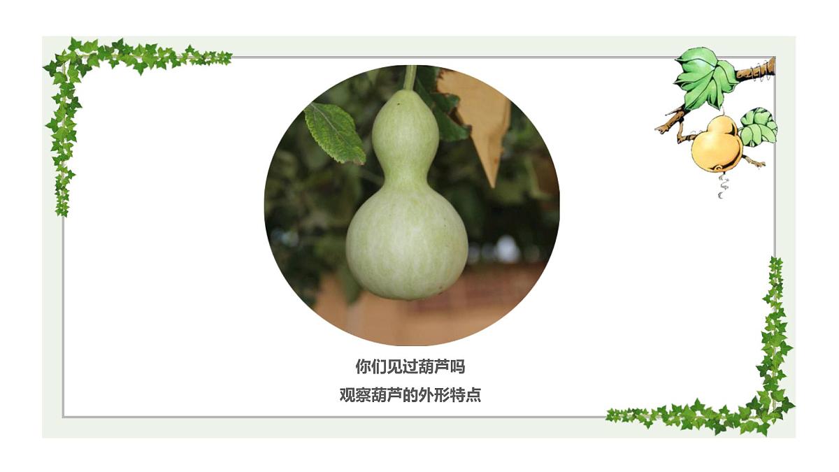 学前教育大班《葫芦》课件第3页