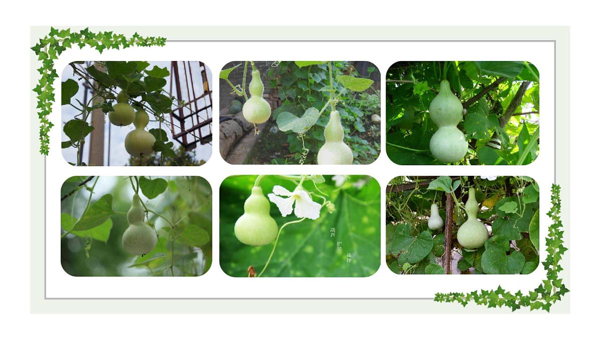 学前教育大班《葫芦》课件第4页