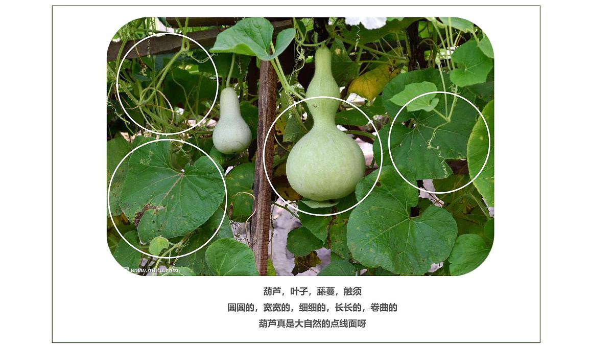 学前教育大班《葫芦》课件第7页