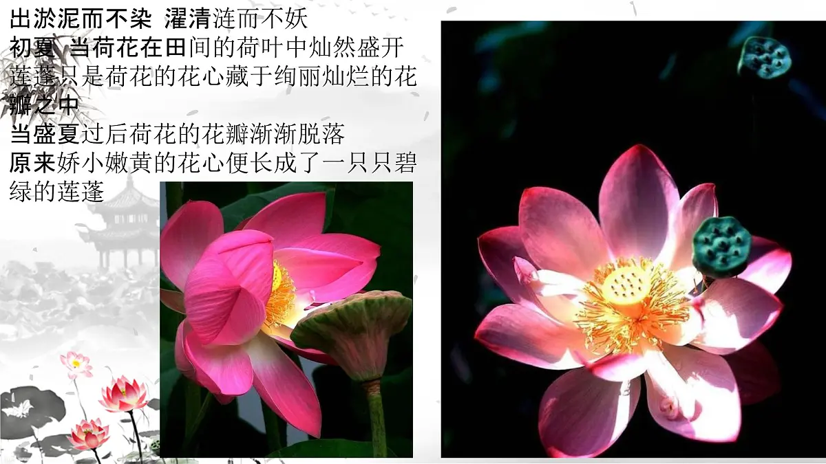 学前教育大班《莲藕》课件第3页