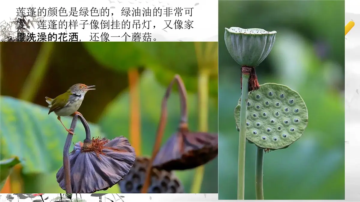 学前教育大班《莲藕》课件第5页