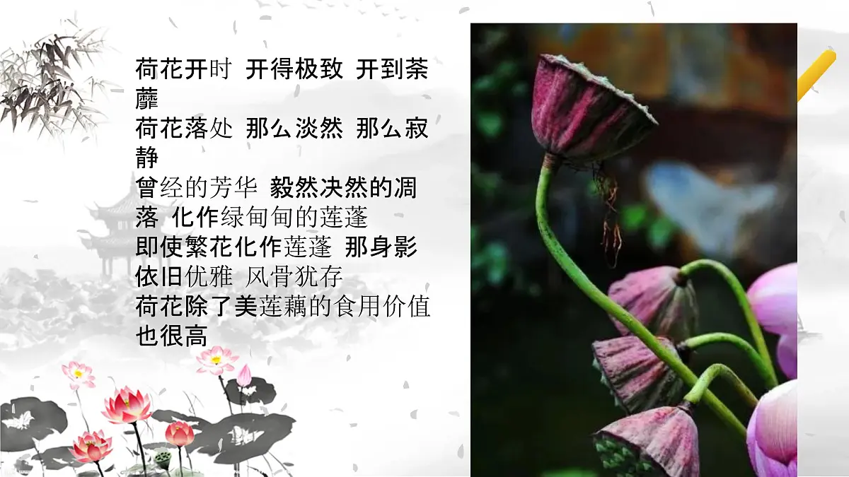 学前教育大班《莲藕》课件第6页
