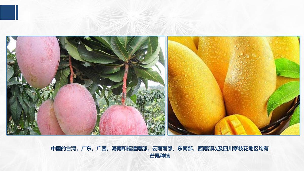 学前教育大班《芒果》课件第6页