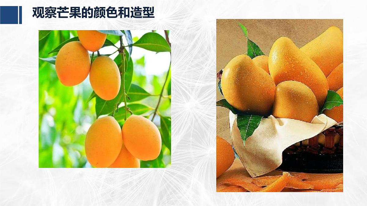学前教育大班《芒果》课件第8页