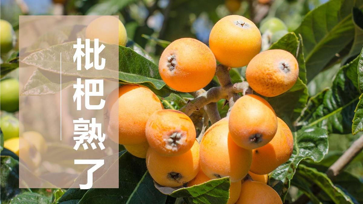 学前教育大班《枇杷》课件第1页