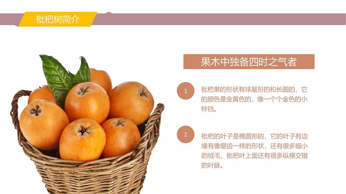 学前教育大班《枇杷》课件第5页