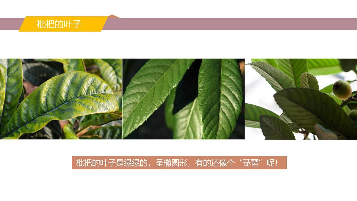 学前教育大班《枇杷》课件第8页