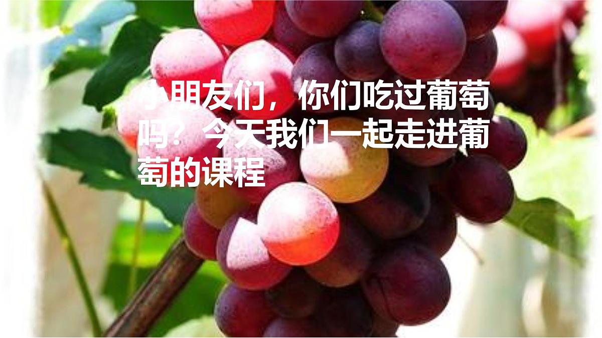 学前教育大班《葡萄》课件第2页