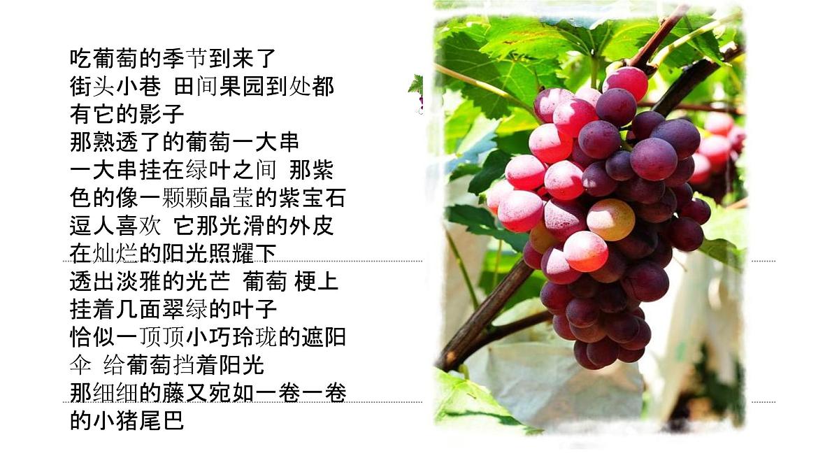 学前教育大班《葡萄》课件第3页