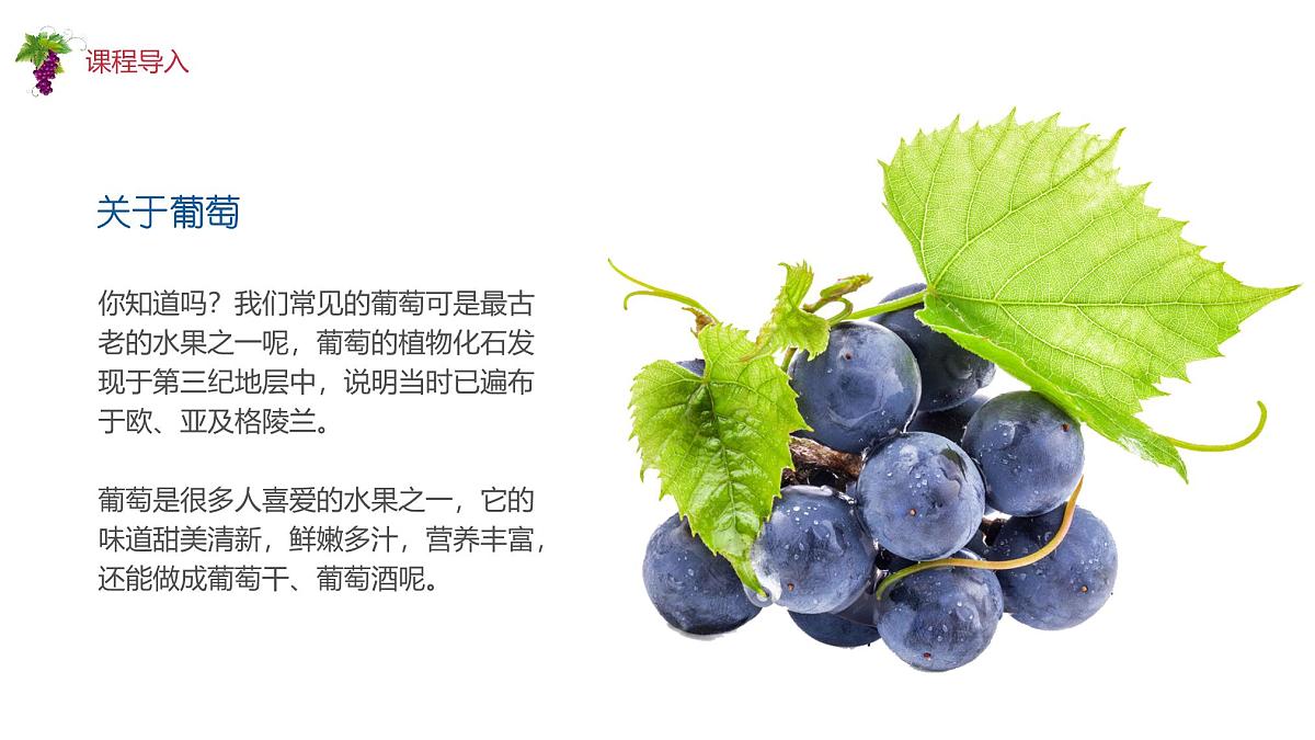 学前教育大班《葡萄》课件第4页