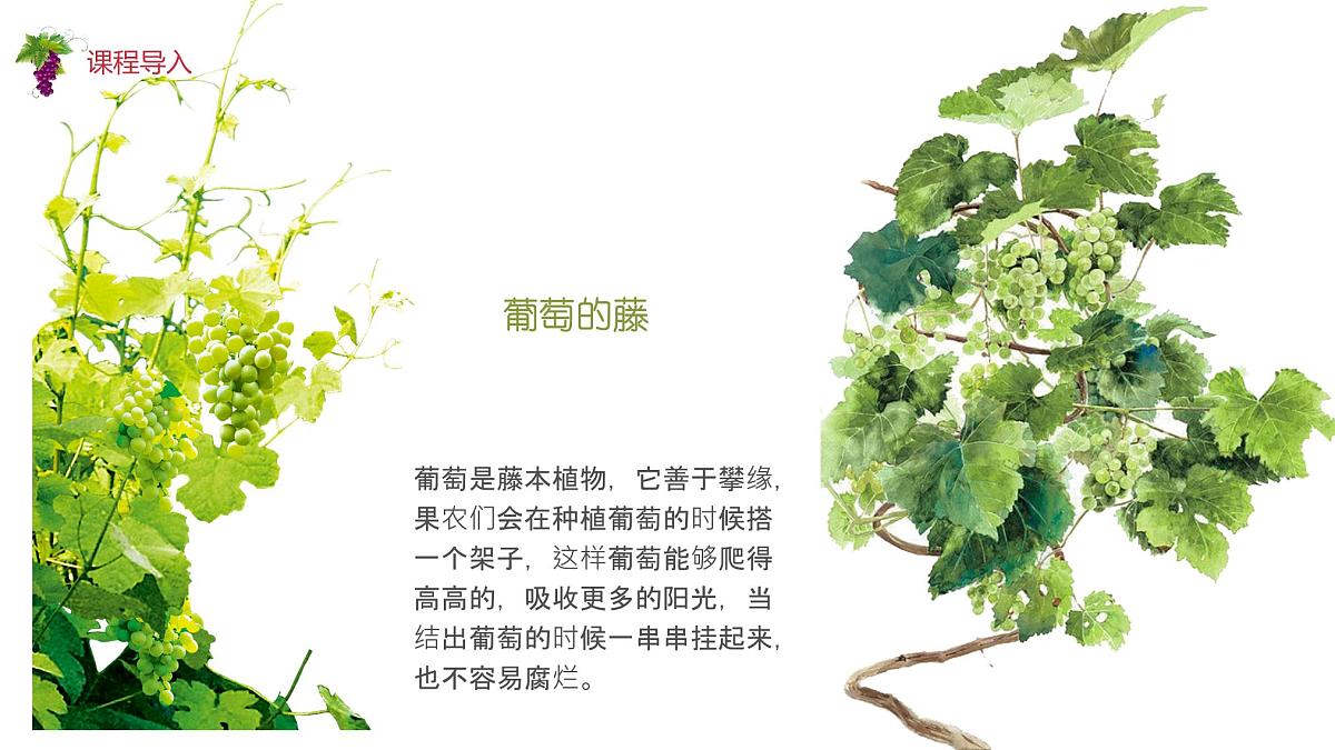 学前教育大班《葡萄》课件第5页