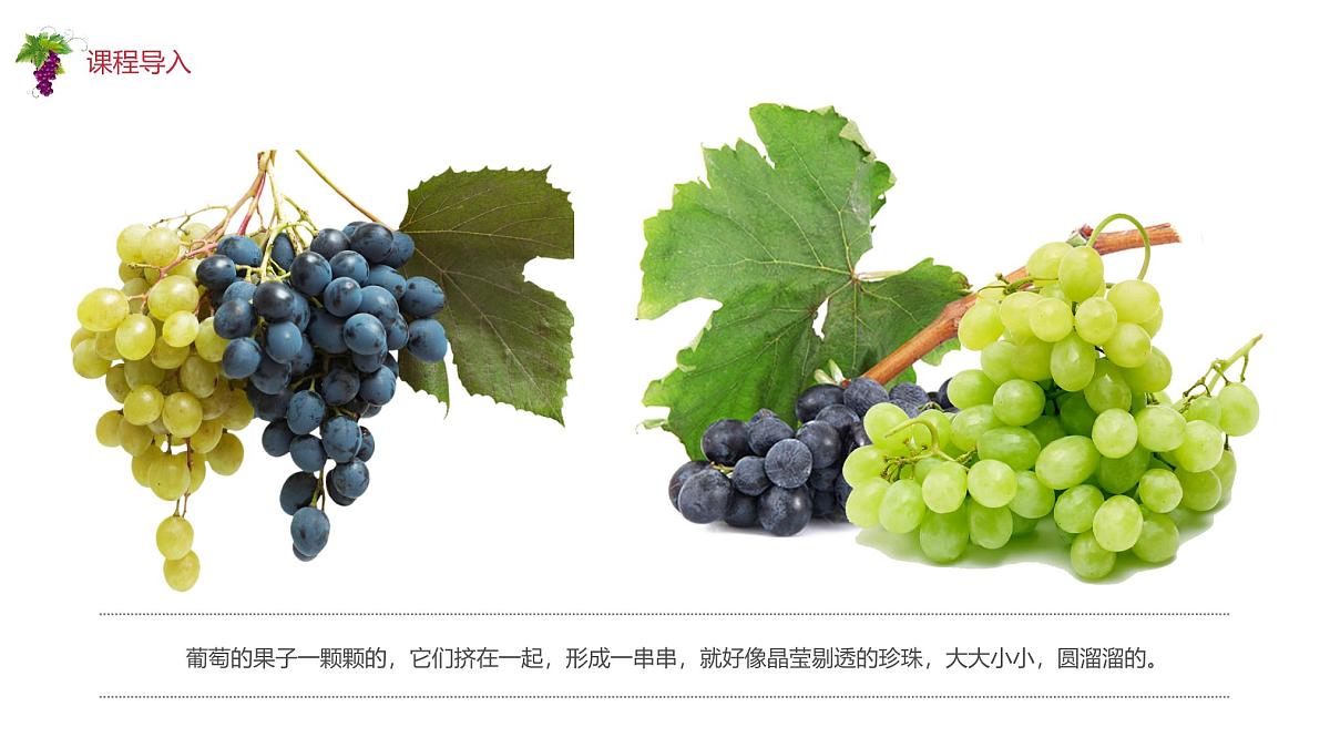 学前教育大班《葡萄》课件第7页