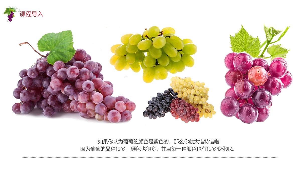 学前教育大班《葡萄》课件第8页
