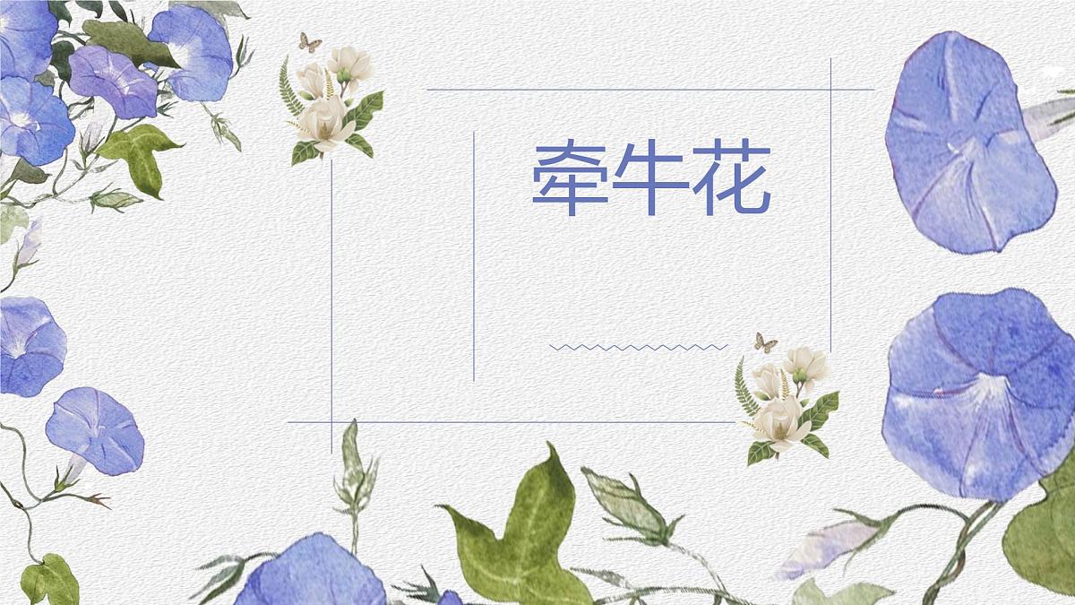 学前教育大班《牵牛花》课件第1页