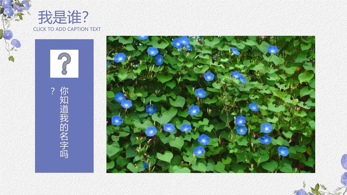 学前教育大班《牵牛花》课件第3页