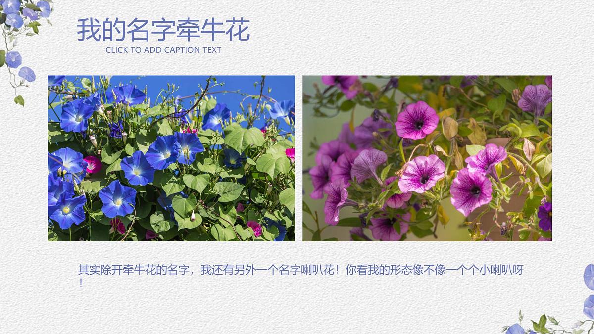 学前教育大班《牵牛花》课件第4页
