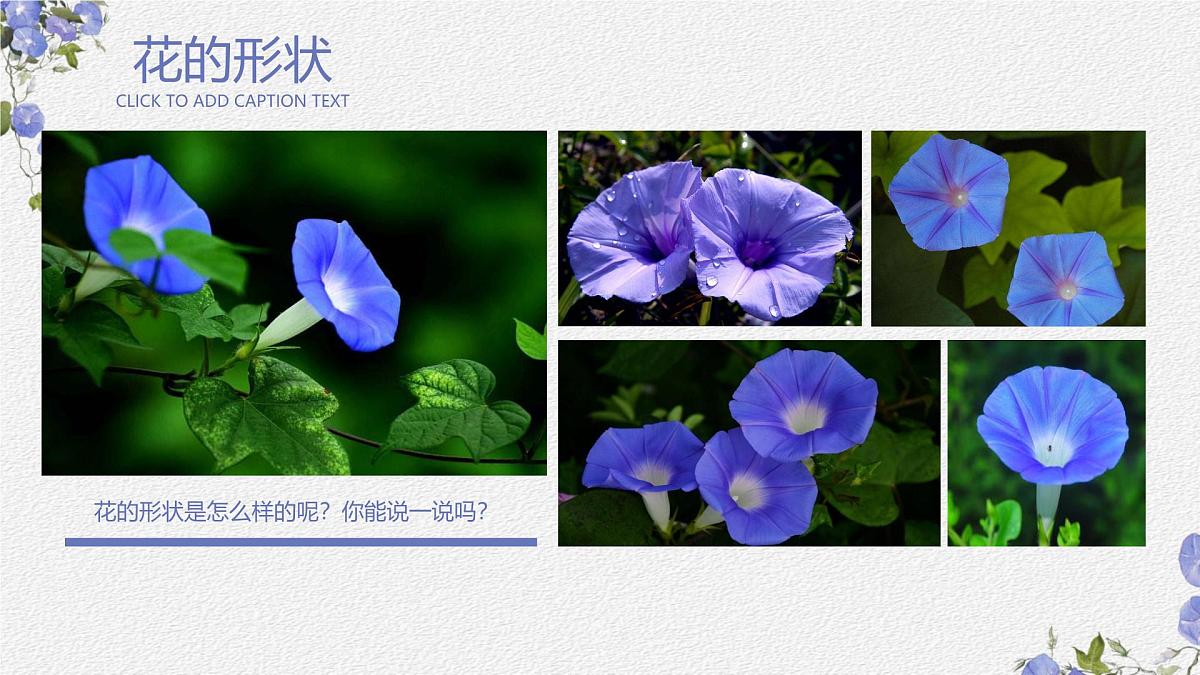 学前教育大班《牵牛花》课件第5页