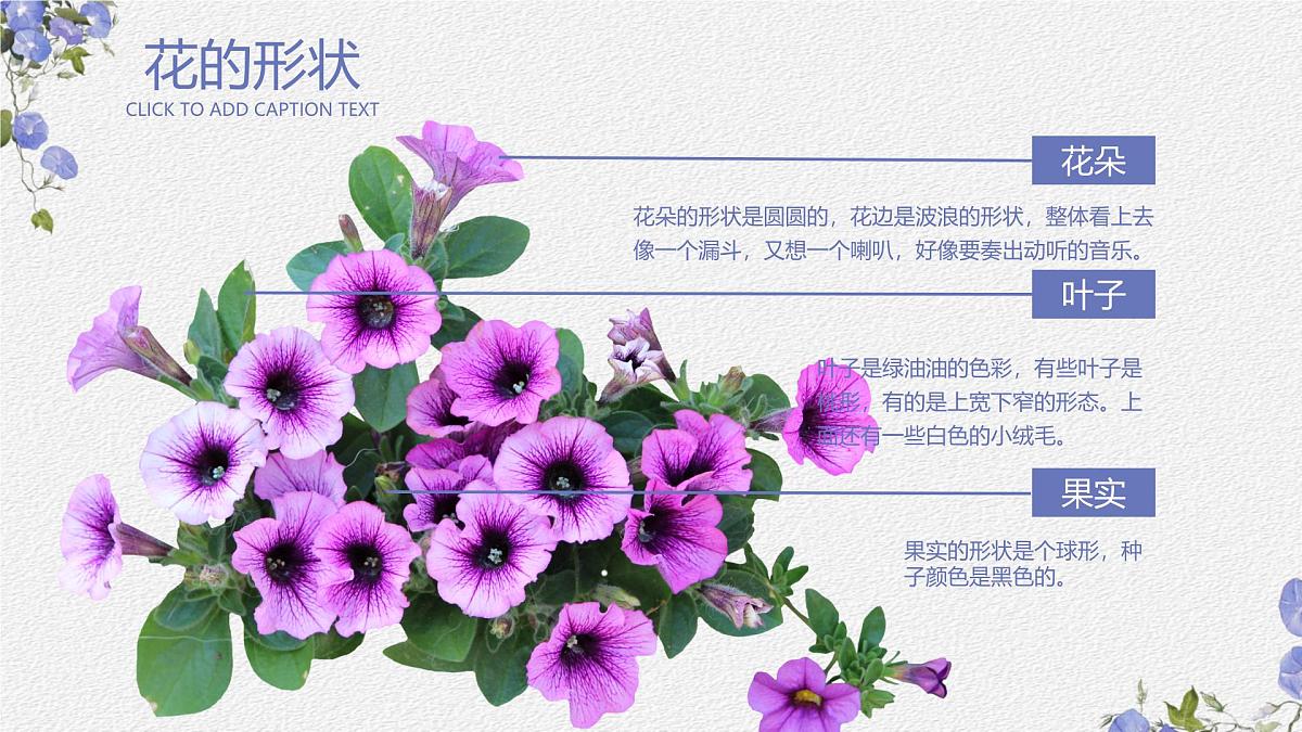 学前教育大班《牵牛花》课件第6页