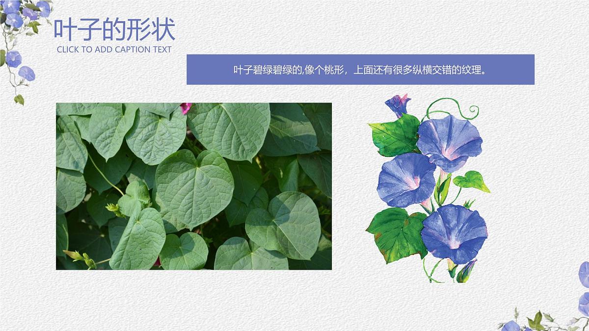 学前教育大班《牵牛花》课件第7页