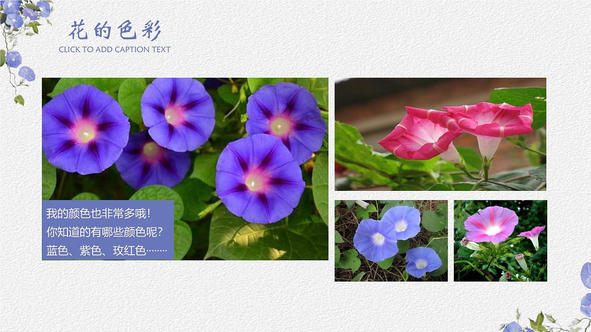 学前教育大班《牵牛花》课件第8页