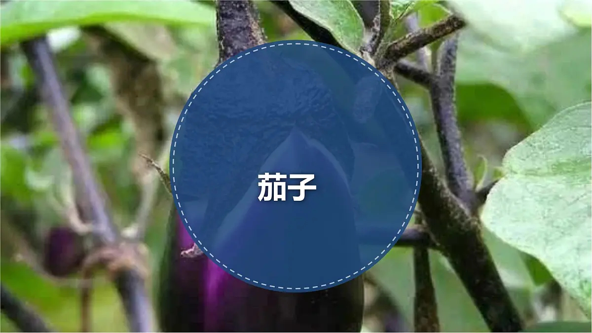 学前教育大班《茄子》课件第1页