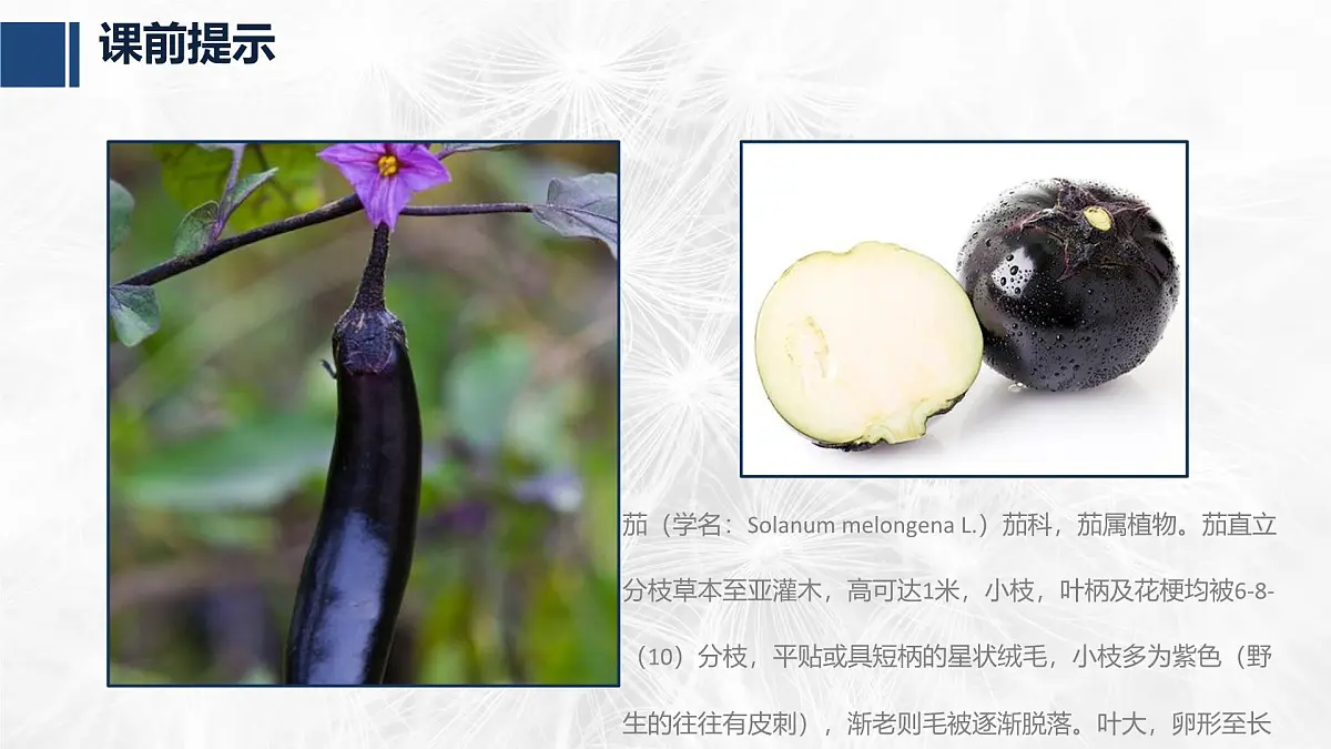 学前教育大班《茄子》课件第3页