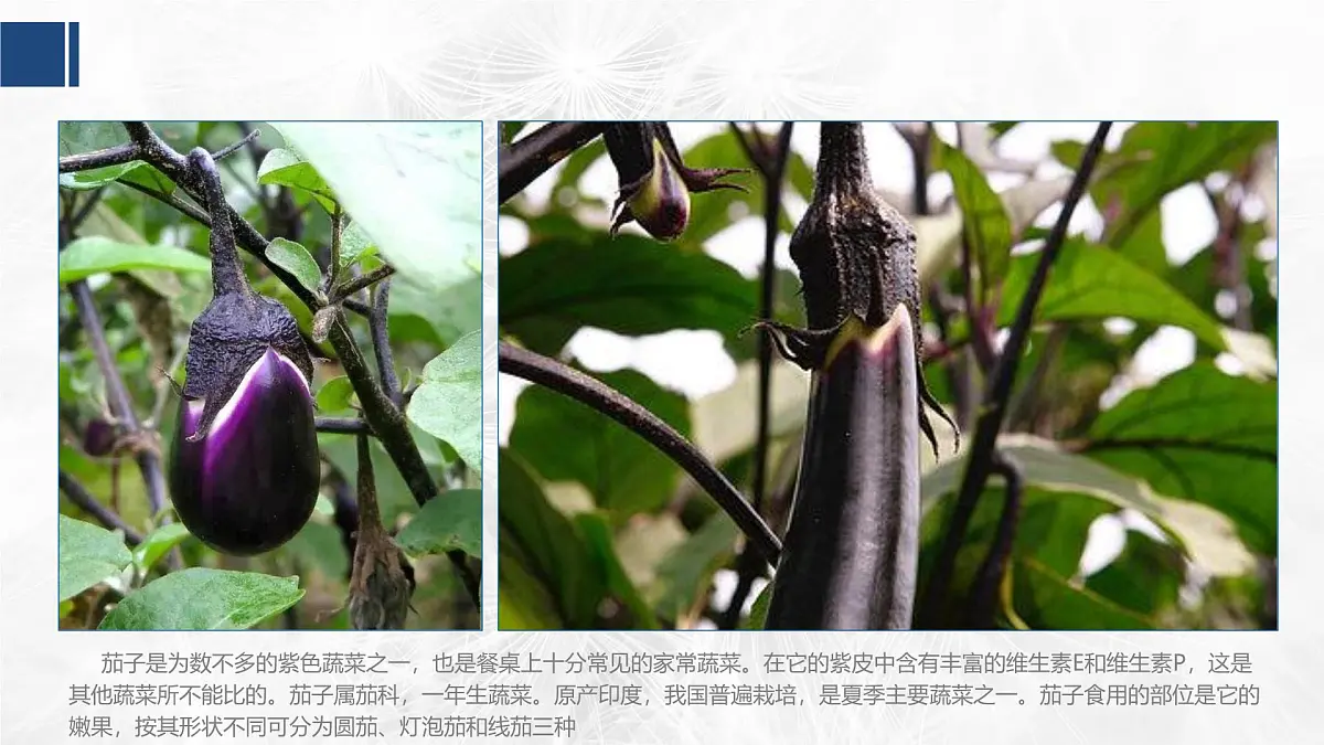 学前教育大班《茄子》课件第5页