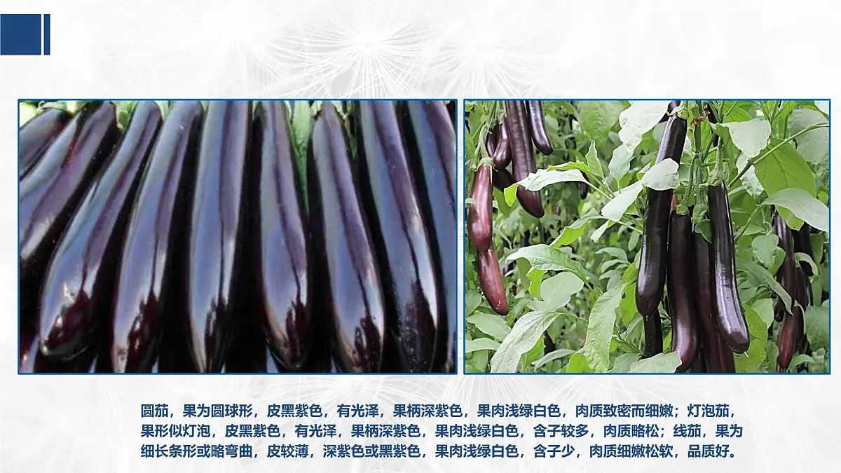 学前教育大班《茄子》课件第6页