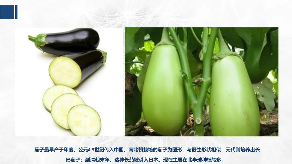 学前教育大班《茄子》课件第7页
