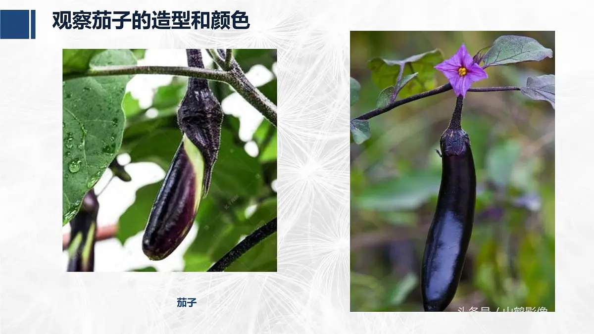 学前教育大班《茄子》课件第8页