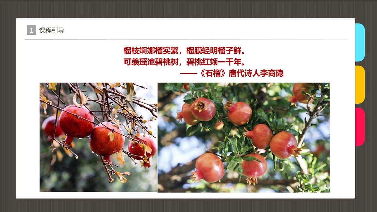 学前教育大班《石榴》课件第2页