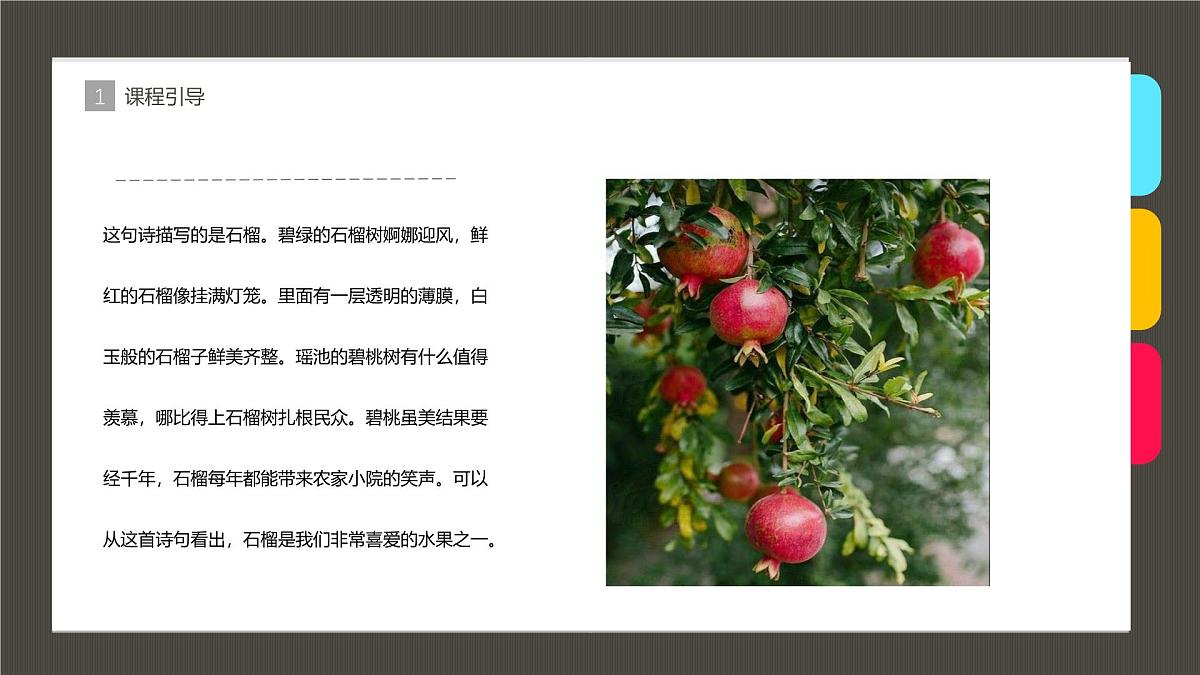 学前教育大班《石榴》课件第3页
