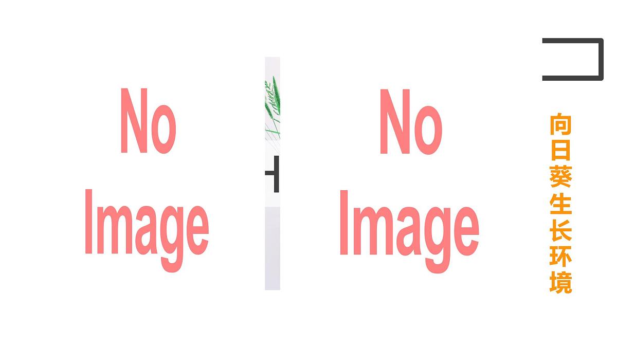 学前教育大班《向日葵》课件第4页